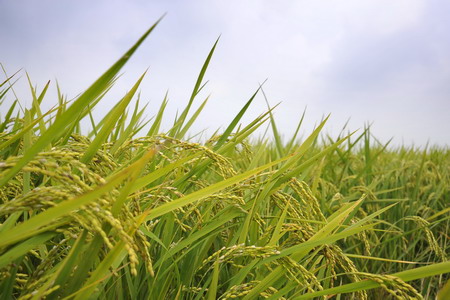 ÌÚ²©¹ÙÍø-³ÏÐÅΪ±¾,רҵ·þÎñ!